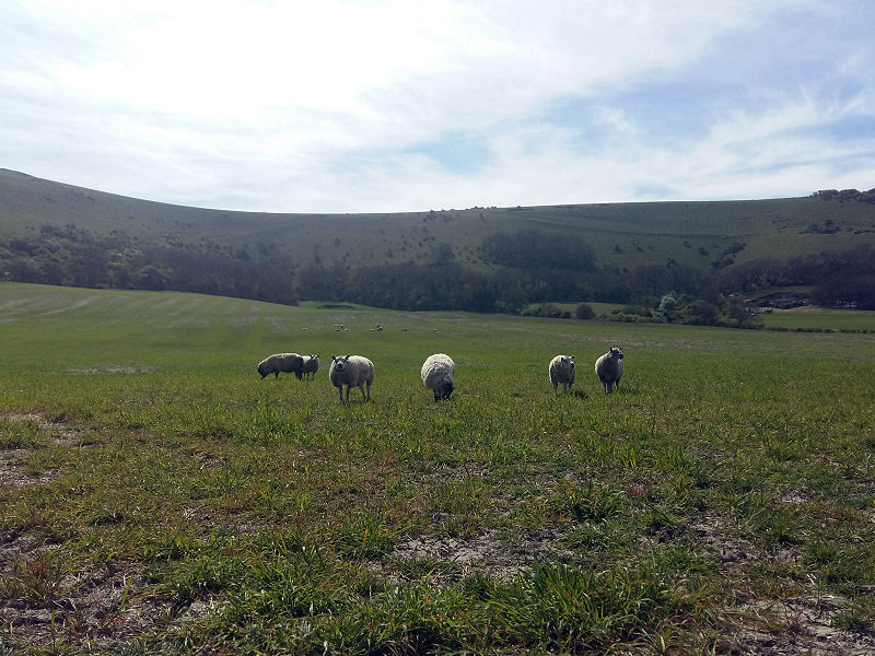 Sheep