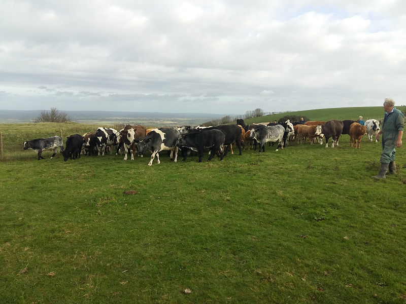 Mooove Out of the Way